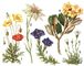���������� ��������������: 1 � ���������� ��� (Papaver nudicaule), ������� � ������, �����, �����; 2 � ��������� (Leontopodium alpinum), �����, �������; 3 � ��������� ����������� (Gentiana Pyrenaica), ������; 4 � ����������� ������������ (Rhododendron chrysanthum), �����, �����; 5 � ���������� ��������� (Saxifraga caespitosa), ���. ����. ���������� ��������������.