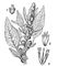 ������� (Amaranthus retroflexus): � � ������������ ����; � � ��������� ������; � � ���������� ������. �������.