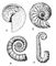 ���. 1. ��������: � � Timanites keyserlingi; � � Cardioceres cordatum; � � Crioceratites nolani; � � Fncyloceras matheroni. �������� (����.).