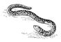��������� (Amphisbaena fuliginosa). ���������.