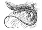 ������ (Anolis carolinensis). �������.
