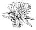 �������� (Anthurium Scherzerianum). ��������.