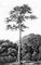����� (Antiaris toxicaria). �����.