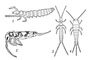����������: 1 � Eosentomon transitorum (���. �����������); 2 � Entomobrya pulchella (���. �����������); 3 � Campodea plusiochaeta (���. ����������); 4 � Lepisma saccharina (���. �������������). ����������.