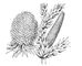 ����� Araucaria angustifolia. ���������.