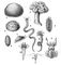 ����������� �������� ����������� ������� ����. �����: 1 � Tethyu lincurium; 3 � Polymastia mammillaris. ����������������: 2 � ������� Metridium dianthus; ��������� �����: 4 � ������ Nereis virens; 5 � �������� Harmothoe imbricata; 8 � �������� Amphitrita cirrata. ��������: 6 � ����� Tonicella rubra; 7 � ������� �������� Acroaea testudinalis; 9 � ������ Rossia glaucopis; 10 � ����� Clio borealis. ������������: 11 � ���������� ����� Calanus finmarchicus. ����������� �������.