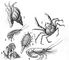 ����������� �������� ����������� ������� ����. ��������: 1 � ������ Buccinum undatum; ������������: 2 � ���� Hyas arancus; 3 � �������� Gammarus locusta; 4 � ������� �������; 5 � ������� ����� Balanus balanoides; 6 � �������� Pandalus borealis. ����������� �������.