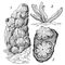 ������� (1 � 2 � ���������, � � ������������): 1 � Phallusia mammillata; 2 � Ciona intestinalis (������ �� 4 ������); 3 � ��� ������� Botryllus violaceus (�� �����). �������.