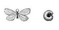 �������. ��������� �������������� (Apterona crenulella) � ��. � ��. ������, ���������. ����� � ����� � �������. �������.