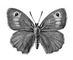 �������. ������� ���� (Epinephele jurtina) � ������, �. ����. �����. �������.