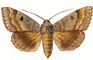 �������. ����� ����� ������� (Pseudophia lunaris) � ��. � ��. ������, �. ����. �������.