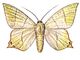 �������. �������� �������� (Ourapteryx sambucaria) � ������, �����, ����. ����. �������. �������.
