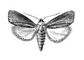 �������. �������� ���� (Galleria mellonella) � ����� �����, ��� ���� ������������. ��������� ����� � ������. �������.