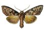 �������. ����� ��������� (Barathra brassicae) � ������, ���������. ����, ���. �������. ��������� ������� � ��. ��������� � ������� �������. �������.
