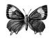 �������. ����� ��������� (Zephyrus betulae) � ������, ���. ����. �����. �������.
