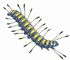 �������. �������� ����������� �������� (Acronicta alni) � ������, ������, �. ������, �����, ������. �������.