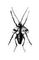 �������. ������ �������� (Operophtera brumata) � ������, ����. ������. ��������� �������� ��������. �����. �������.
