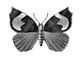 �������. ��������� �������� (Pterodecta felderi) � �. ������, ������. �������.