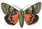 �������. ���������� ��������� (Catocala sponsa) � ��. � ��. ������, �. ����. �������.