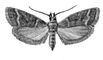 �������. ���������� ������� (Ephestia elutella) � ������, ��. ����, ���. � ��. �������. ��������� �������. �������.