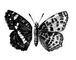 �������. ��������������� (Araschnia levana � prorsa) � ������, ���. ����. �������.