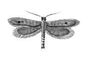 �������. ������ ���� (Tinea pellionella) � ������, ����, ���. �������. �������.