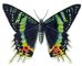 �������. ������ �������������� (Chrysidia madagascarensis) � ����������. �������.