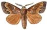 �������. �������� ��������� (Dendrolimus pini) � ������, �� ������. ��������� �������� �����. �������.