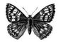 �������. ������, ��� ��������� ������ (Nemeobius lucina), � ��. � ��. ������. �������.