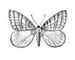 �������. ������ �������� (Operophtera brumata) � ������, ����. ������. ��������� �������� ��������. �����. �������.