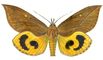 �������. ����� ������������ (Ophioderus tyranus) � �. ������ (������), ���-����. ����. ��������� ����. �������.