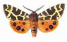 �������. ��������� ����� (Arctia caja) � ������, ���������. ����. �������.