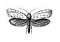 �������. �������� ���� (Hyponomeuta malinellus) � ������, ��. ����. ��������� ������. �������.