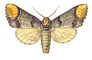 �������. ����� ����������� (Phalera bucephala) � ������, ������, �. ������. ��������� ���������� ��������. �������.