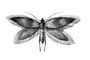 �������. ��������� ������������ (Micropteryx calthella) � ������. �������.