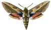 ������� ���������� (Celerio euphorbiae) � ������, �������� � ��. ����. �������. �������.