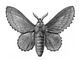 �������. ���������� ��������������� (Gastropacha populifolia) � ������, ����. ����. �������.