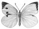 �������. ���������� (Pieris brassicae) � ������, ��. ����, �������. ��������� �������������. ������� (����� � ����� �����, ������ � �����). �������.