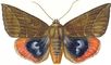 Бабочки. Совка пухокрылая (Lagoptera juno) — Д. Восток, Юго-Вост. Азия. Бабочки.