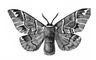 Бабочки. Коконопряд березовый (Endromis versicolora) — Европа, Сибирь, Д. Восток. Бабочки.