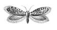 Бабочки. Эриокрания (Eriocrania sparmanella) — Сев. и Ср. Европа, Сибирь. Бабочки.