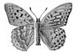 Бабочки. Перламутровка большая лесная (Argynnis paphia) — Европа, Сев. и Вост. Азия. Бабочки.