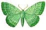 Бабочки. Пяденица большая зеленая (Hipparchus papilionaria) — Европа, внетропич. Азия. Бабочки.