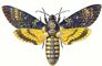 �������. ������� �������� ������ (Manduca atropos) � ��. � ��. ������, ���-���. ����, ������. �������. �������.