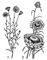 ������������: 1 � ����������� ���������� (Xeranthemum annuum); 2 � ���� �������������� (Helichrysum bracteatum). ������������.