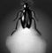 ����������������. ���������� ��� Photurus pensylvanica. ����������������.