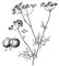 Bifora radians; a � ����. ������.