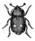 ��������� (Nitidula bipunctata). ��������� (���. ���� ���. �������������).