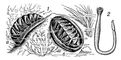Боконервные моллюски: 1 — хитон (Chiton elegans): а — вид сбоку, б — вид сверху; 2 — Chaetoderma nitidulum. Боконервные моллюски.