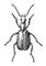 ��������� Brachinus crepitans. ����������.